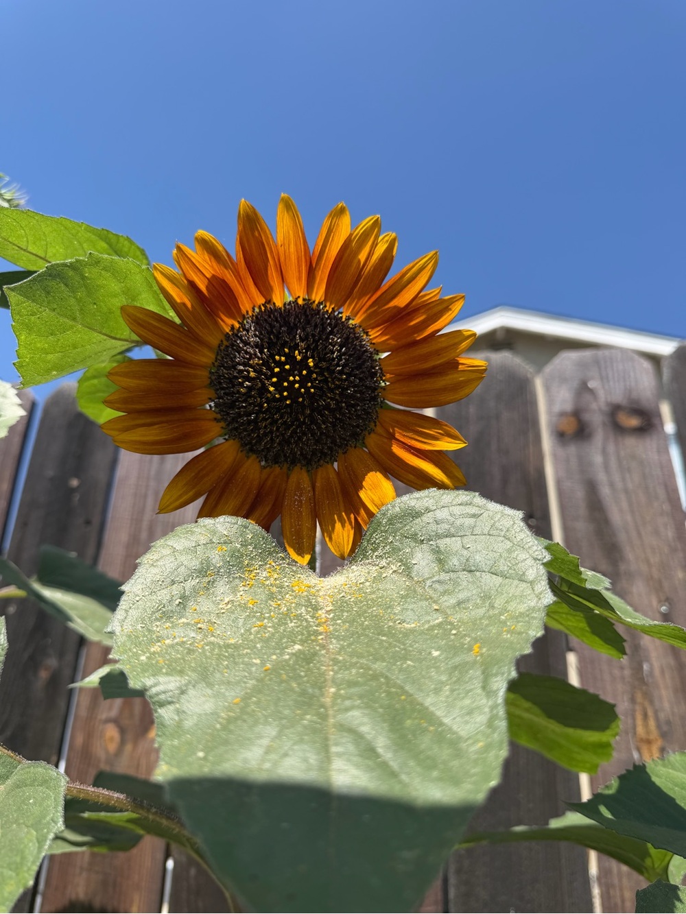 Sunflower Hair Clip - Orange Floral Accessory